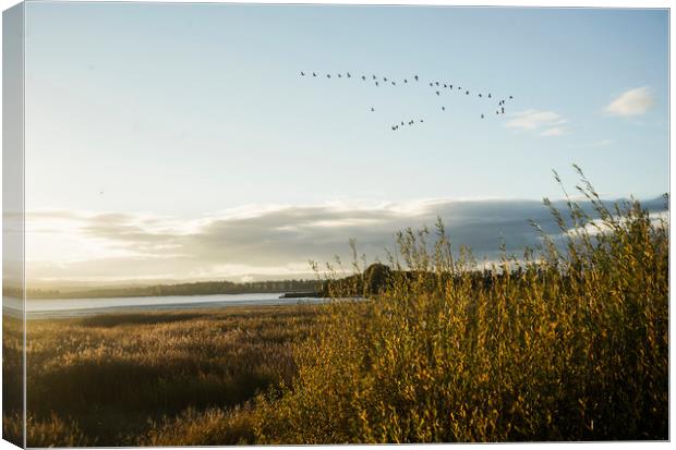 Goose fly by Canvas Print by Garry Quinn