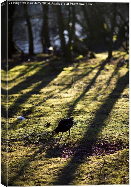  Moorhen in wooded moorland in evening light Canvas Print by Mark Jaffe