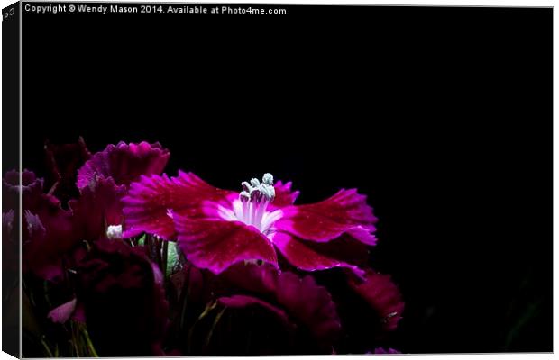  Flowers in the dark Canvas Print by Wendy Mason