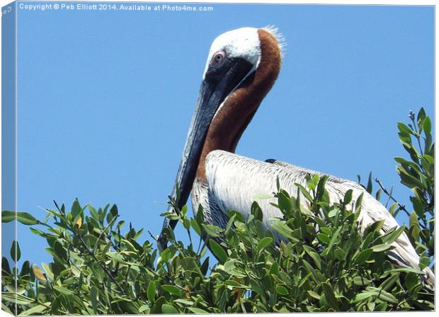 Pelican in a Mangrove Tree  Canvas Print by Peb Elliott