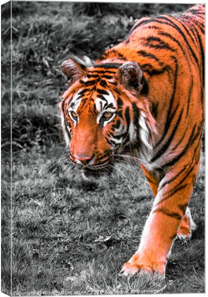 Prowling Tiger Canvas Print by Philip Hodges aFIAP ,