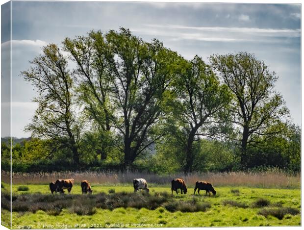 Cows Grazing Canvas Print by Philip Hodges aFIAP ,