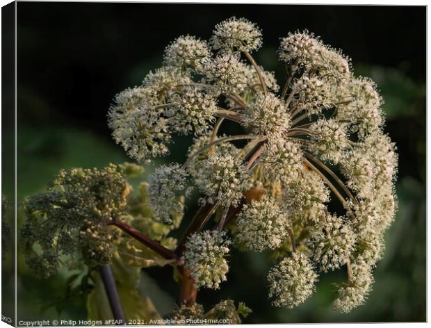 Hogweed Canvas Print by Philip Hodges aFIAP ,