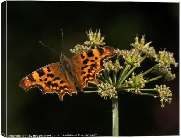 Comma butterfly Canvas Print by Philip Hodges aFIAP ,
