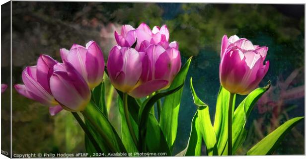 Pink Tulips Canvas Print by Philip Hodges aFIAP ,