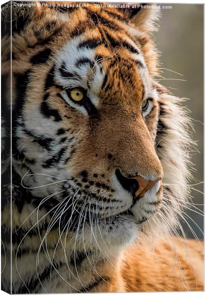 Sumatran Tiger Canvas Print by Philip Hodges aFIAP ,