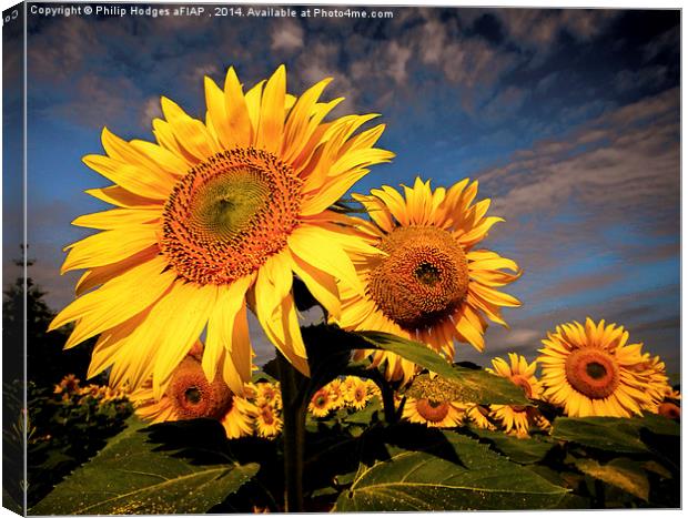  Sunflower 2 Canvas Print by Philip Hodges aFIAP ,