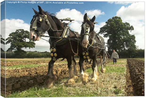 Ploughing Horses 2  Canvas Print by Philip Hodges aFIAP ,