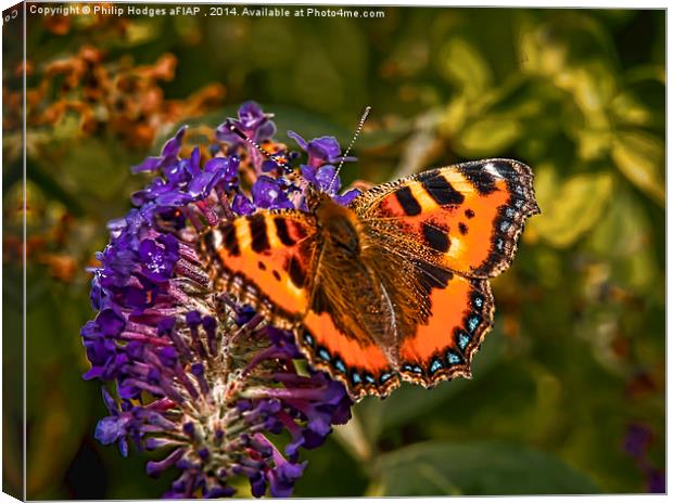 Small Tortoiseshell Butterfly ( Aglais urticae ) Canvas Print by Philip Hodges aFIAP ,