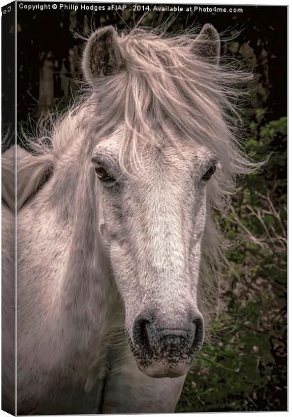 Dartmoor Pony  Canvas Print by Philip Hodges aFIAP ,
