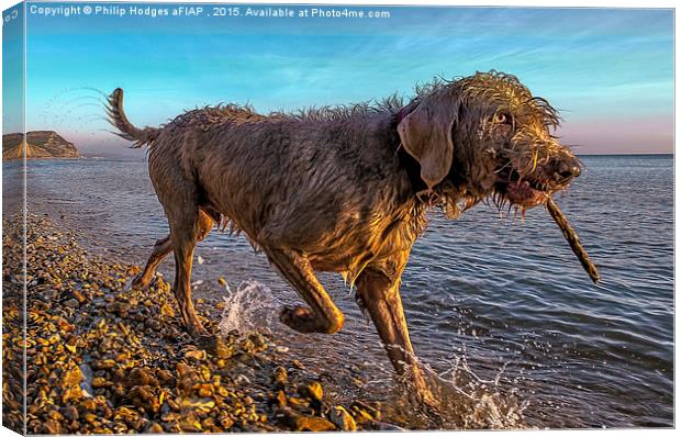 Dog on a Mission  Canvas Print by Philip Hodges aFIAP ,
