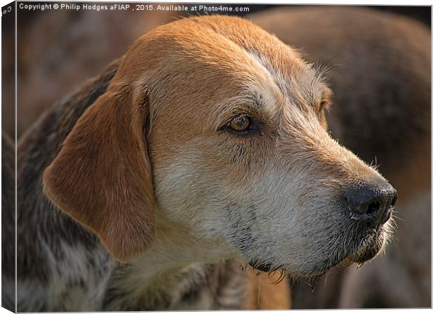  Fox Hound ( 5 )  Canvas Print by Philip Hodges aFIAP ,