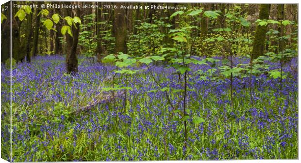 Bluebell Woods Canvas Print by Philip Hodges aFIAP ,