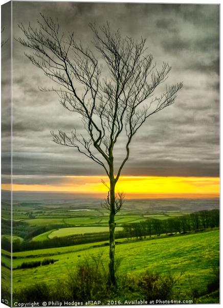 Lonely tree Canvas Print by Philip Hodges aFIAP ,