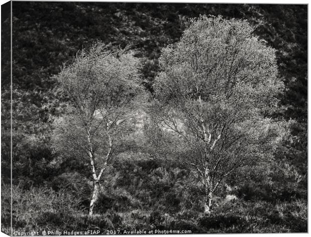 Stirling Silver Birches Canvas Print by Philip Hodges aFIAP ,