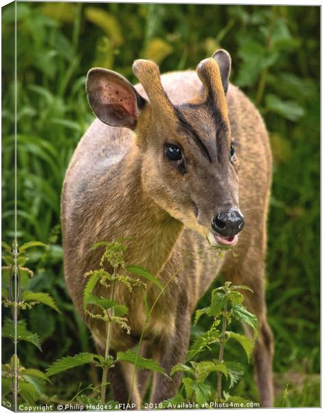 Muntjac Deer Canvas Print by Philip Hodges aFIAP ,