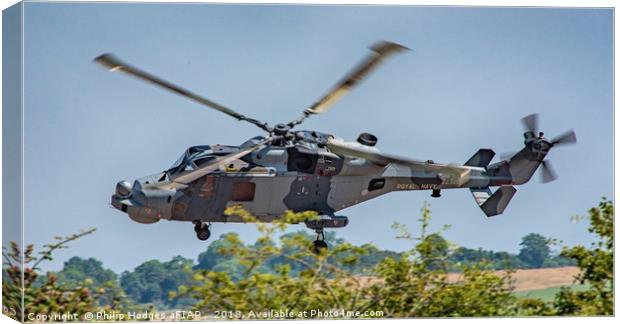 Lynx Wildcat Hedge Hopping Canvas Print by Philip Hodges aFIAP ,