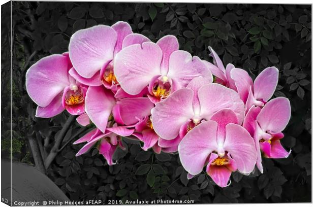Orchids    Canvas Print by Philip Hodges aFIAP ,