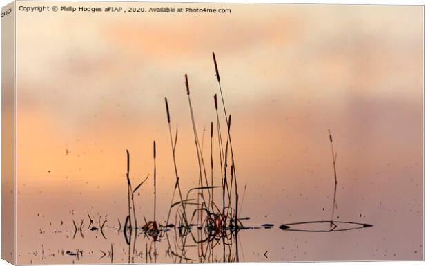 Rushes, Floods and Mist Canvas Print by Philip Hodges aFIAP ,