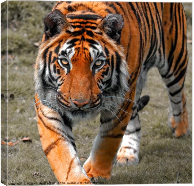 Tiger Tiger Canvas Print by Philip Hodges aFIAP ,