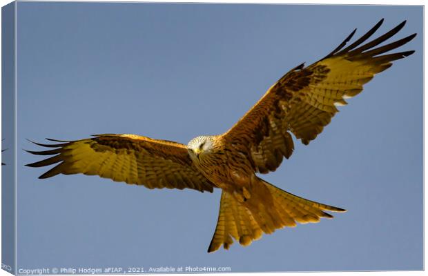 Red Kite (1) Canvas Print by Philip Hodges aFIAP ,