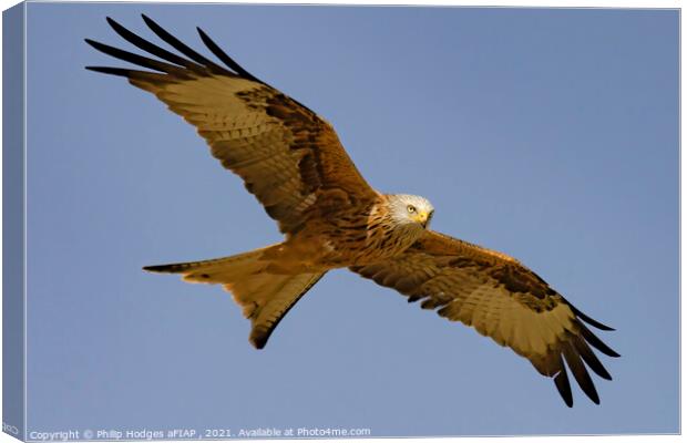 Red Kite (3) Canvas Print by Philip Hodges aFIAP ,