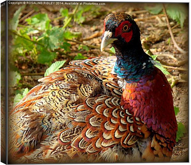 THE COLOURS AND PATTERNS IN NATURE..THE PHEASANT  Canvas Print by ROS RIDLEY