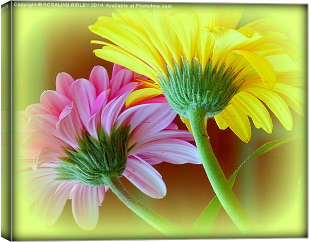  GERBERA DUO Canvas Print by ROS RIDLEY
