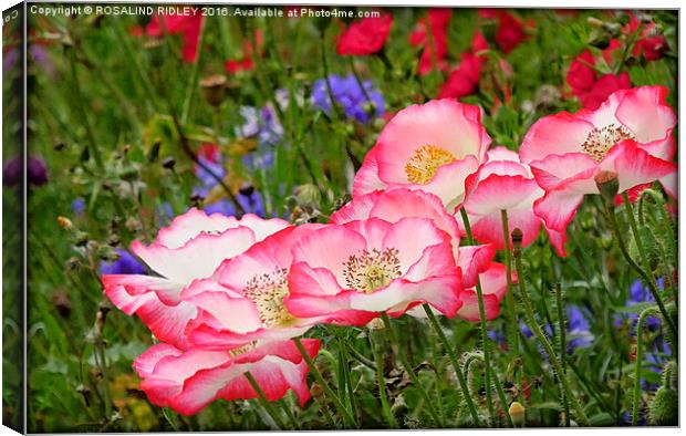  "IN THE WILDFLOWER MEADOW" Canvas Print by ROS RIDLEY