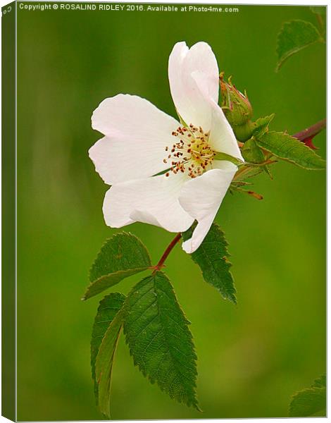 "DOG ROSE"  Canvas Print by ROS RIDLEY