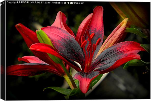 "RED AND BLACK GARDEN LILY" Canvas Print by ROS RIDLEY