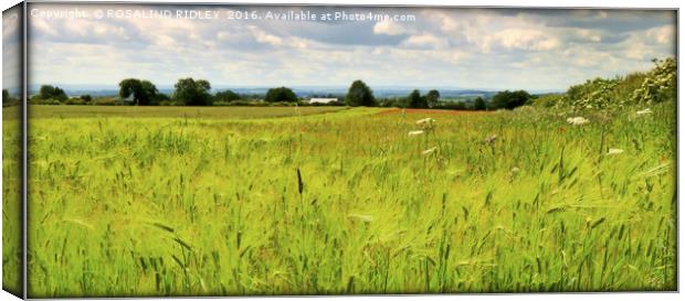 "WILD GRASSES IN THE POPPY FIELD" Canvas Print by ROS RIDLEY