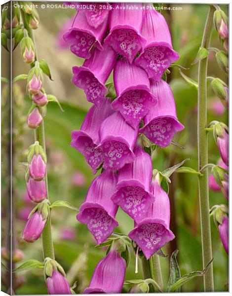 "THE HUMBLE FOXGLOVE" Canvas Print by ROS RIDLEY