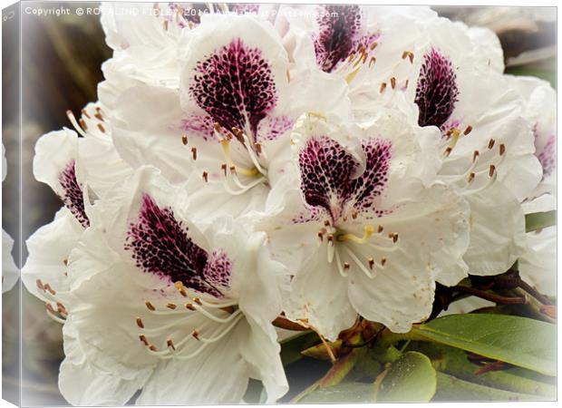 "WHITE RHODODENDRONS " Canvas Print by ROS RIDLEY