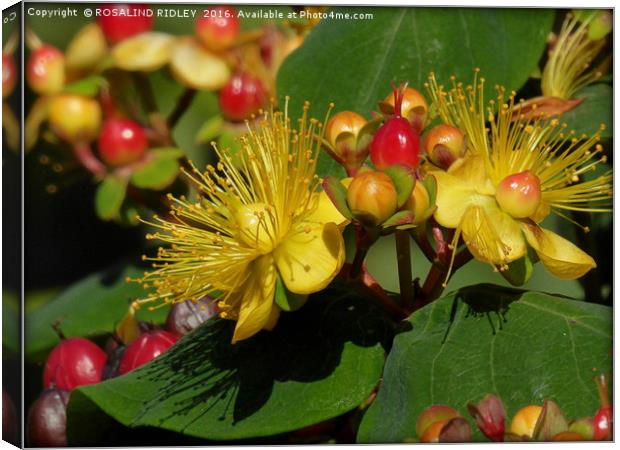"HYPERICUM IN THE SUNSHINE" Canvas Print by ROS RIDLEY