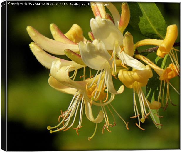 "HONEYSUCKLE" Canvas Print by ROS RIDLEY