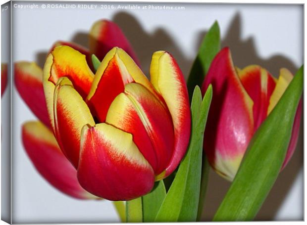 "TULIP TIME" Canvas Print by ROS RIDLEY