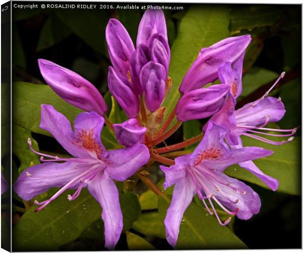 "LILAC RHODODENDRON AT "CRAGSIDE" ROTHBURY NORTHUM Canvas Print by ROS RIDLEY