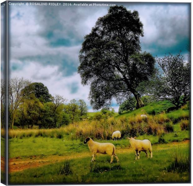 "SPRING LAMBS AND STORMY SKIES" Canvas Print by ROS RIDLEY