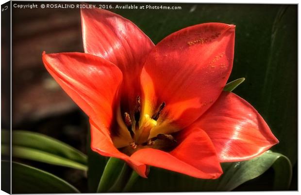 "RED TULIP" Canvas Print by ROS RIDLEY