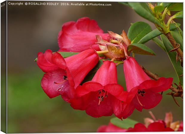 "RED RHODODENDRON" Canvas Print by ROS RIDLEY