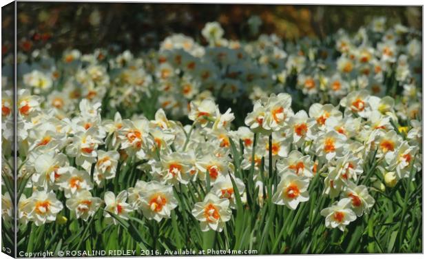 "A HOST OF WHITE NARCISSI" Canvas Print by ROS RIDLEY