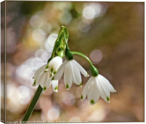 "GIANT SNOWDROPS IN THE SUNSHINE" Canvas Print by ROS RIDLEY