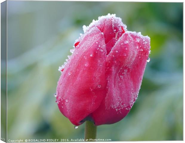 "FROZEN TULIP" Canvas Print by ROS RIDLEY