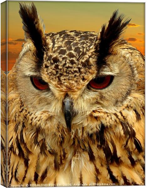 "LONG EARED OWL" Canvas Print by ROS RIDLEY