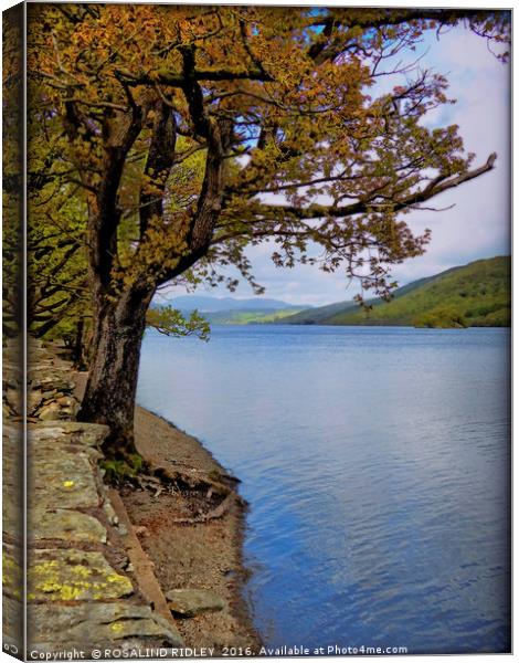 "TREE AT THE LAKE SIDE" Canvas Print by ROS RIDLEY