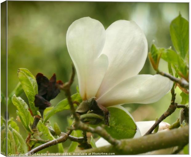 "MAGNOLIA" Canvas Print by ROS RIDLEY