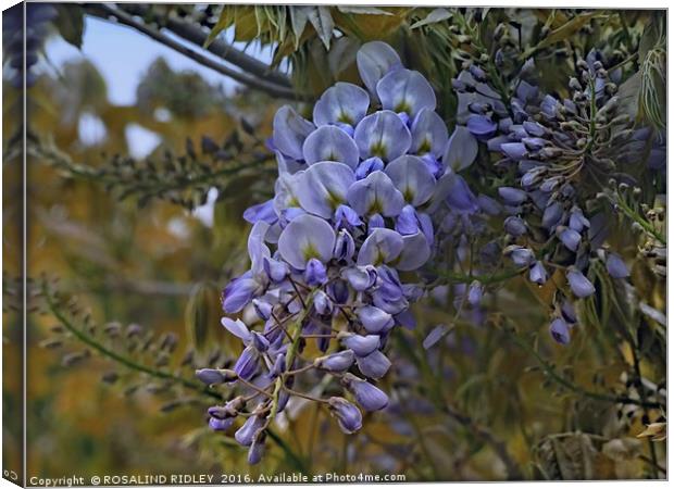 "WISTFUL WISTERIA" Canvas Print by ROS RIDLEY