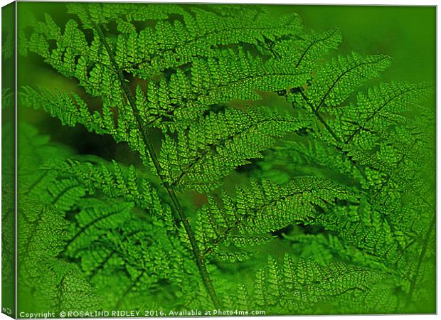 "FERNS IN THE FOREST" Canvas Print by ROS RIDLEY