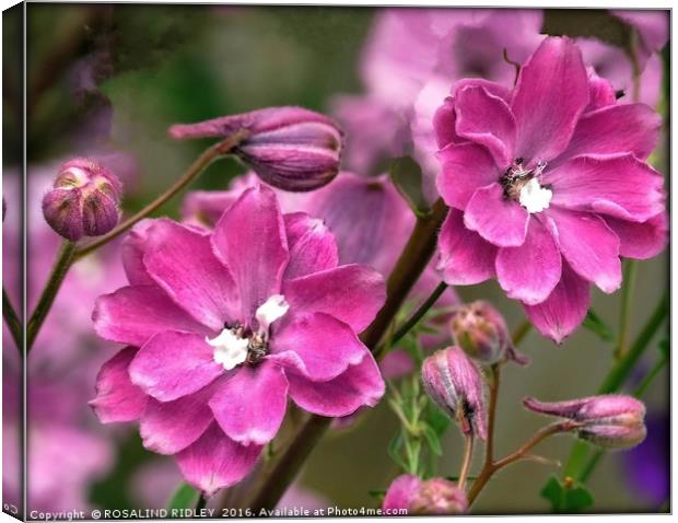 "PINK DELPHINIUMS" Canvas Print by ROS RIDLEY